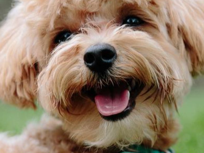 dog groomers