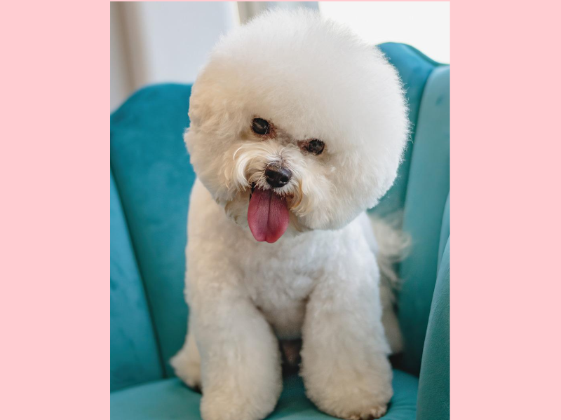 mobile pet groomers
