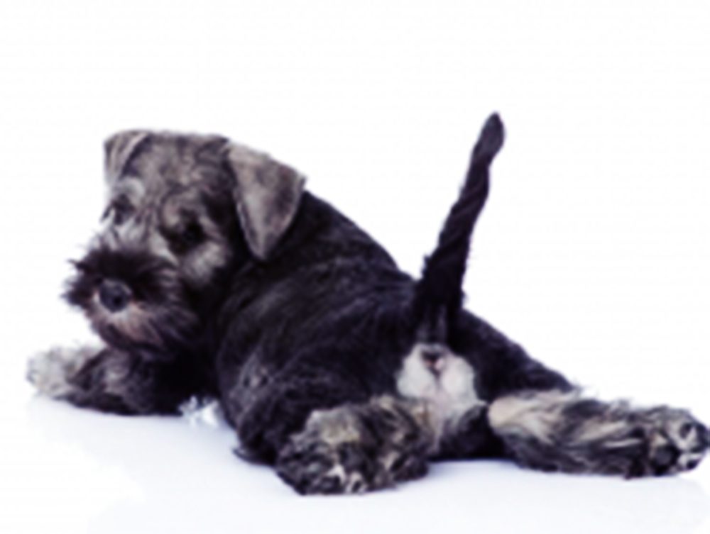 Expressing Your Dog's Anal Glands