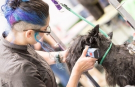 Anubis Grooming Studio