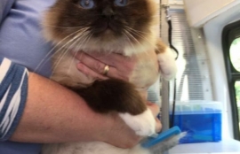 FurBabies Grooming