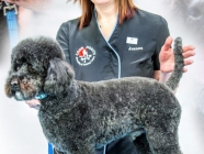Look North Grooming & Training Centre Ltd
